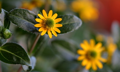 yellow wild flower close up macro