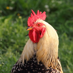Close up portrait of a head with a red crest  surprised cock in summer on a background of green...