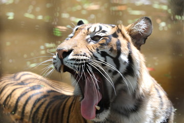 トラ　スマトラトラ　とら　虎　タイガー　