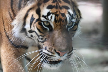 トラ　スマトラトラ　とら　虎　タイガー　