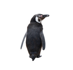 South Africa Penguins in the Boulders Beach Nature Reserve. Cape Town, South Africa , isolate on white backgroud with clipping path