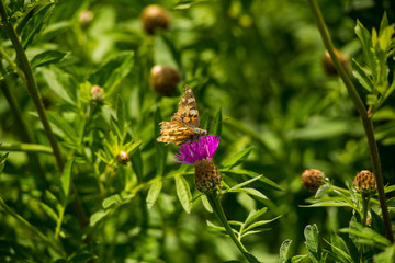 A butteerfly sits on a lilac flower drinking nectar