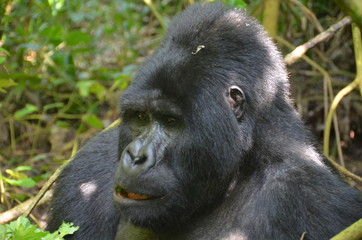 A silverback mountain gorilla in a rainforest in Uganda.Mountain Gorilla sitting in her natural habitat. Africa, Uganda, Bwindi Impenetrable Forest and National Park. Mountain, or eastern gorillas,.