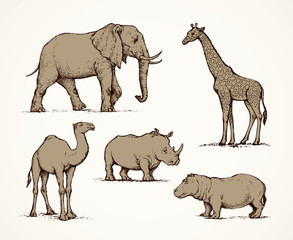 African animals. Vector drawing