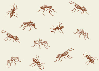 Ant. Vector drawing