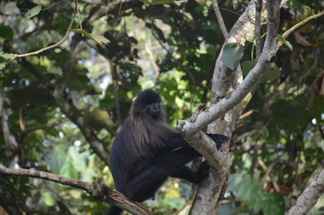 A silverback mountain gorilla in a rainforest in Uganda.Mountain Gorilla sitting in her natural habitat. Africa, Uganda, Bwindi Impenetrable Forest and National Park. Mountain, or eastern gorillas,.