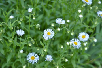 Chamomile in the garden against the backdrop of greenery.