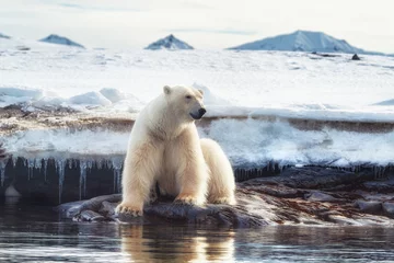 Rolgordijnen Volwassen mannelijke ijsbeer aan de ijsrand in Svalbard © Rixie