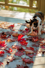 Funny cat on the terrace sitting on red maple leaves on gray wooden background. Selective focus.