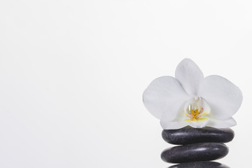 Orchid on stones on white background