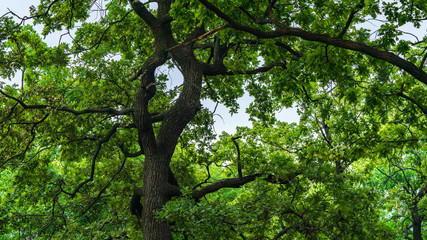 trees grow in a park near the pond