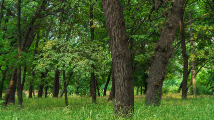 trees grow in a park near the pond