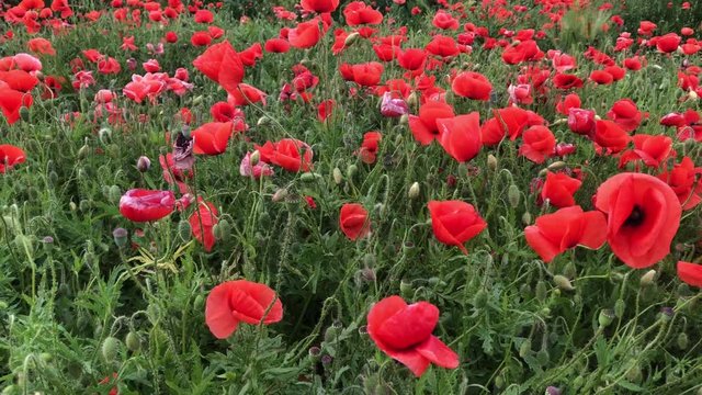 ein wundersch&ouml;nes rotes Mohnfeld