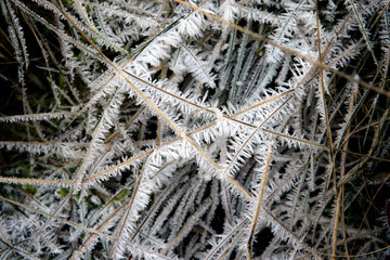 Winter frost ice. Frozen grass