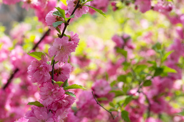 Delicate pink cherry flowers on a blurred romantic background.