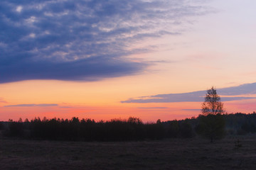 Morning scarlet dawn on the edge of the forest in the spring