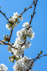 Close-up of cherry blossoms on clear blue sky, springtime white flowers