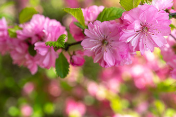 Delicate pink cherry flowers on a blurred romantic background.