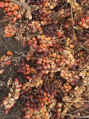 palm fruits