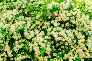 Natural floral background of blooming bush with small white flowers.