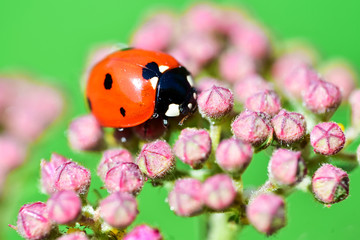 Various macrophotography of large and red with black dots ladybug sitting on a flower of japanese meadowsweet or korean spiraea.