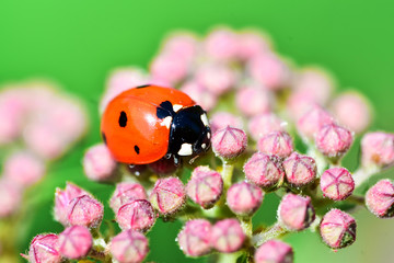 Various macrophotography of large and red with black dots ladybug sitting on a flower of japanese meadowsweet or korean spiraea. © Vadim
