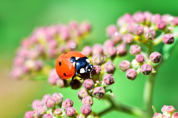 Various macrophotography of large and red with black dots ladybug sitting on a flower of japanese...