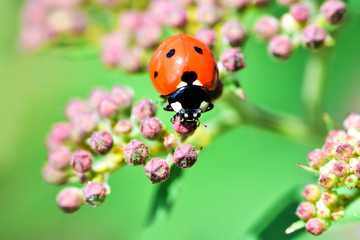 Various macrophotography of large and red with black dots ladybug sitting on a flower of japanese meadowsweet or korean spiraea.