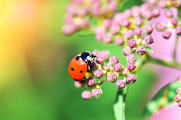 Various macrophotography of large and red with black dots ladybug sitting on a flower of japanese meadowsweet or korean spiraea.