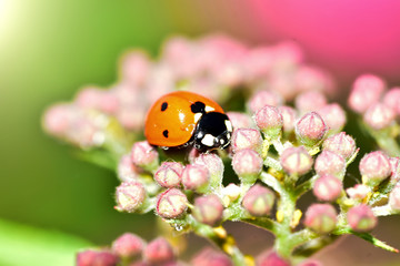 Various macrophotography of large and red with black dots ladybug sitting on a flower of japanese meadowsweet or korean spiraea.