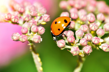 Various macrophotography of large and red with black dots ladybug sitting on a flower of japanese meadowsweet or korean spiraea.