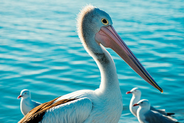 Australian Pelican