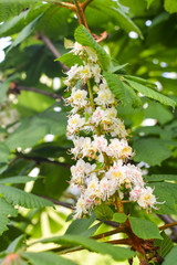 Beautiful chestnut trees bloom in a public garden in the city