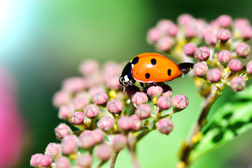Various macrophotography of large and red with black dots ladybug sitting on a flower of japanese meadowsweet or korean spiraea.