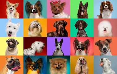 Fotobehang Young dogs are posing. Cute doggies or pets are looking happy isolated on colorful or gradient background. Studio photoshots. Creative collage of different breeds of dogs. Flyer for your ad. © master1305