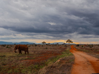Fototapeta na wymiar Elephant in Tsavo East National Park, Kenya