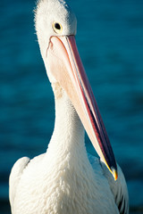 Australian Pelican