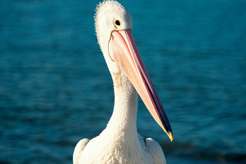 Australian Pelican