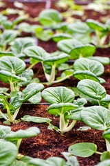 Organic green vegetables farming