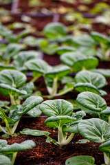 Organic green vegetables farming