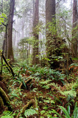 West Coast Trail (WCT)  Vancouver Island 