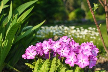 Pink primula on the background of white flowers