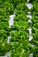 Hydroponic lettuce farming on white styrofoam.