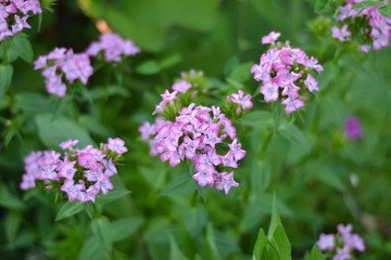 Fototapeta na wymiar Garden carnation is a beautiful and fragrant flower.