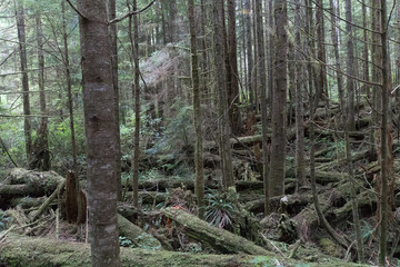 West Coast Trail (WCT)  Vancouver Island 