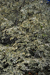 Motley maple looks great in the evening