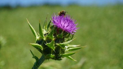 Distel und ihre Freunde