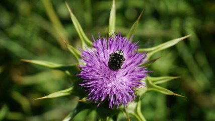 Distel und ihre Freunde