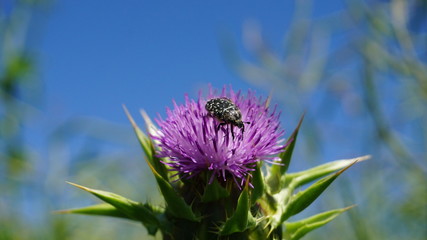 Distel und ihre Freunde