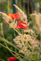 Klatschmohn und Gr&auml;ser im Wind